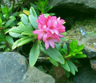 Rhododendron_ferrugineum_fars_2007.jpg