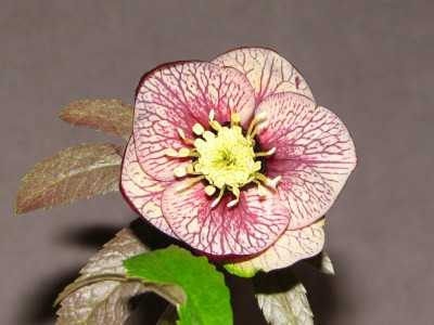 Helleborus Picotée apricot Stiebritz.jpg