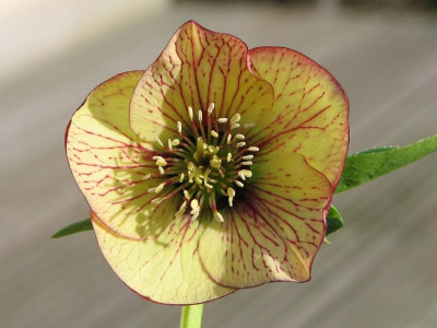 Helleborus Picotée gelb Janssen.jpg