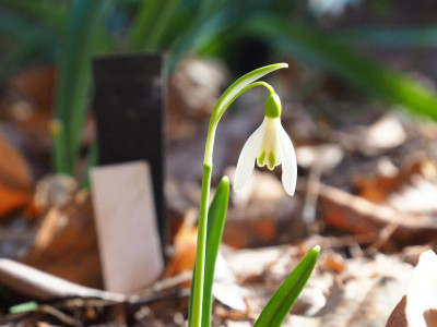 Galanthus reginae-olgae P2270332.JPG