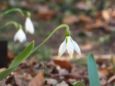 Galanthus elwesisi Chartreuse P2270333.JPG