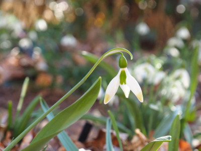 Galanthus elwesisi Chartreuse P2270335.JPG