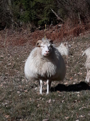 mehrbreitalshochheidi.jpg