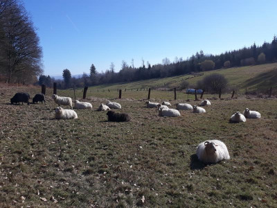 faulindersonnefebruar2019.jpg