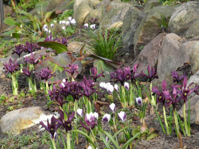 Bollwerk mit Iris h. 'George' und Crocus chr. 'Prins Claus' 2017-03-25 03.jpg.JPG