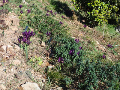 Iris reticulat 'J.S.Dijt' P2270348.JPG