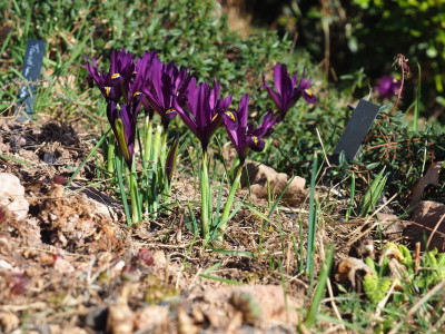 Iris reticulat 'J.S.Dijt' P2270346.JPG