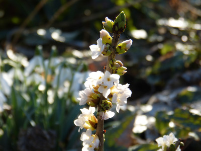 2019-02-25 Daphne mezereum 'Alba'.jpg