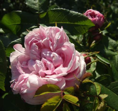 2007-05-18_jacques_cartier.jpg