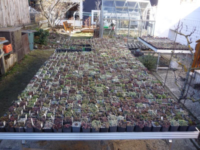 Sempervivumsammlung_Tische_27.02.2019.JPG