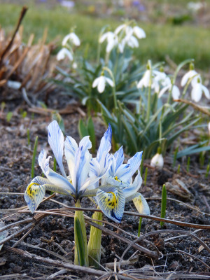 2019-02-27 Iris reticulata 2.jpg