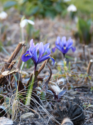 2019-02-27 Iris reticulata 4.jpg