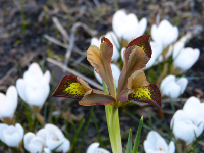 2019-02-27 Iris reticulata 'Mars Landing'.jpg
