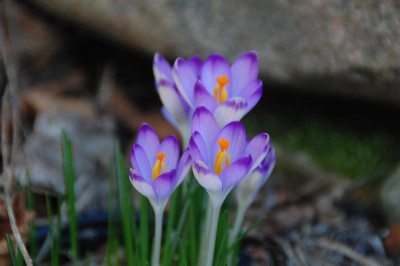 DSC_4843.JPG