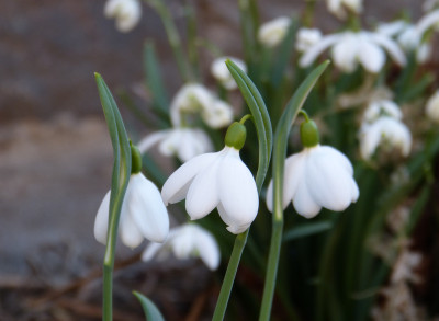 2019-02-27 Galanthus 'E. A. Bowles' 2.jpg