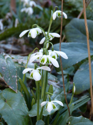 2019-02-27 Galanthus 'G75' 1.jpg