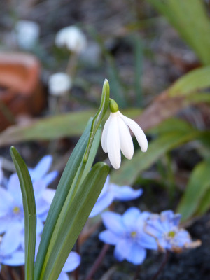 2019-02-27 Galanthus 'Poculi Perfect' 2.jpg