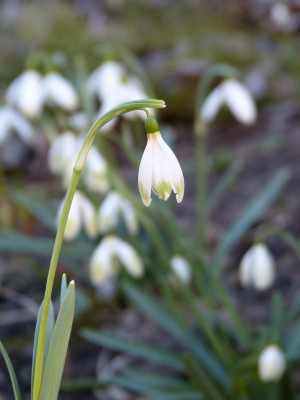 2019-02-27 Galanthus 'Tante Käthe' 1.jpg