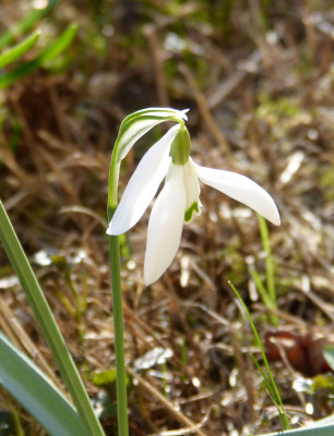 2019-02-27 Galanthus Findling.jpg