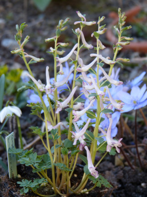 2019-02-27 Corydalis kuznetzowii x solida 1.jpg