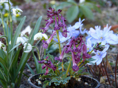 2019-02-27 Corydalis kuznetzowii x solida 2.jpg