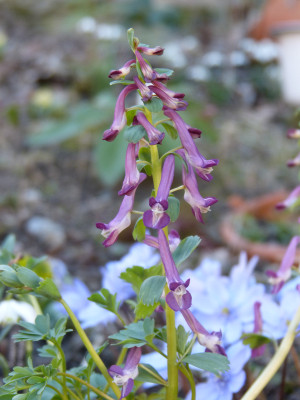 2019-02-27 Corydalis kuznetzowii x solida 3.jpg