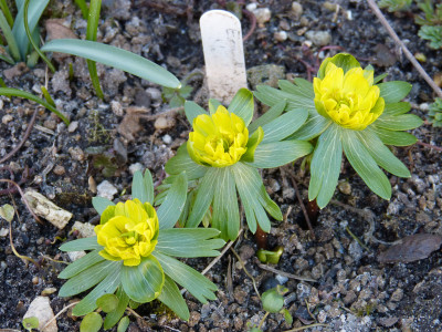 2019-02-27 Eranthis 'Noel Ayres'.jpg