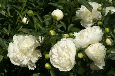 070511Pfingstrose1.jpg