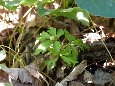 2019-02-27 Anemone nemorosa.jpg
