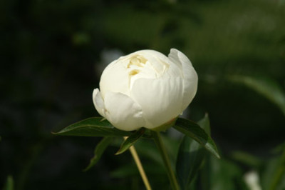 070511Pfingstrose2.jpg