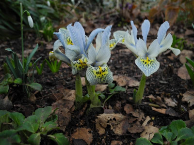 Iris  Hybride 'Katharine Hodgkin' 2012-03-01 01.jpg