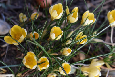 glöckchen, crocus 001.JPG