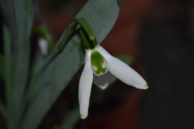 glöckchen, crocus 016.JPG