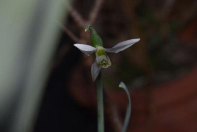 glöckchen, crocus 015.JPG