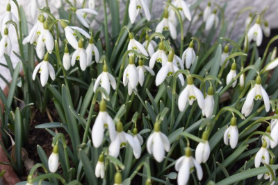 glöckchen, crocus 003.JPG