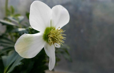 neue helli blüte.jpg
