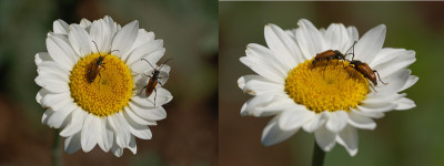 Blind-Date.jpg