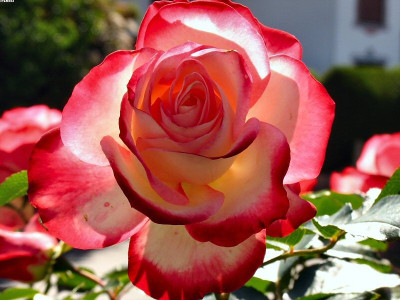 rose_.jpg