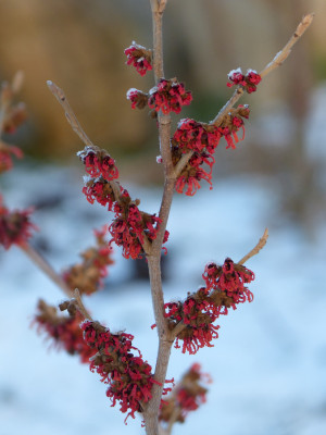 2019-01-20 Hamamelis 'Old Copper' 2.jpg