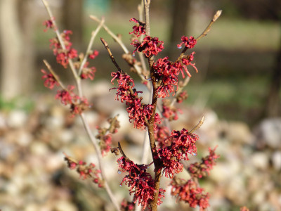 2019-01-27 Hamamelis 'Old Copper' 1.jpg