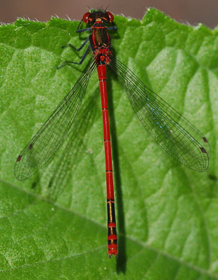 Libelle-180507.jpg