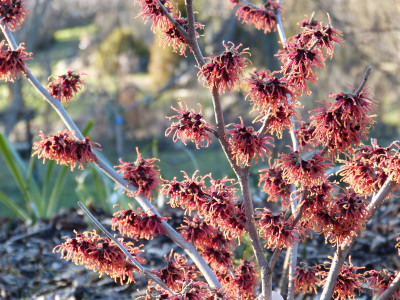 2019-02-14 Hamamelis x intermedia 'Old Copper'.jpg