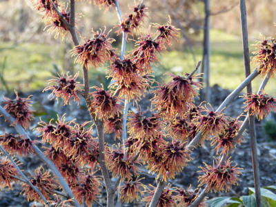 2019-02-27 Hamamelis 'Old Copper'.jpg