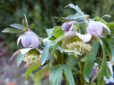 2019-02-25 Helleborus purpurascens 2.jpg