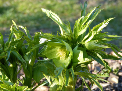 2019-02-27 Helleborus abruzzicus.jpg