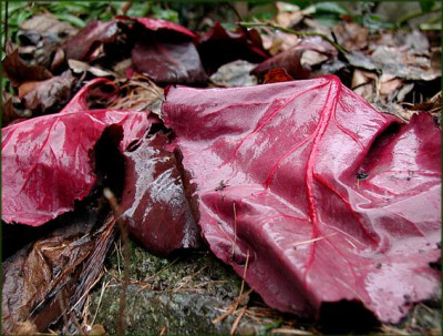 Bergenia.JPG