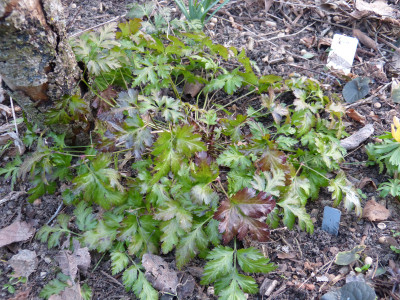 2019-02-28 Coptis japonica var. dissecta 2.jpg