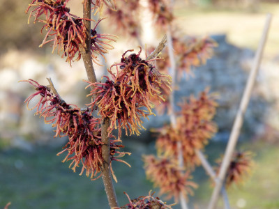 2019-02-27 Hamamelis 'Old Copper' 3.jpg