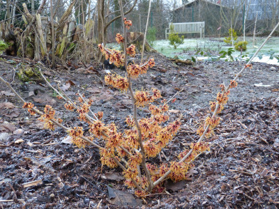 2019-01-30 Hamamelis 'Robert' 1.jpg