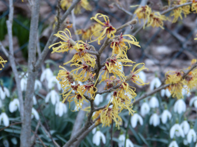 2019-02-27 Hamamelis 'Aurora'.jpg